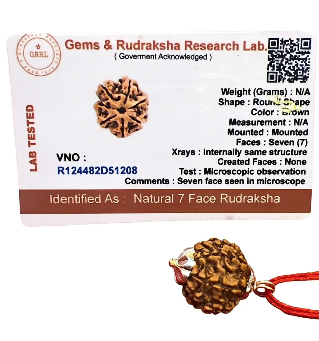 7 Mukhi Rudraksha Pendant A+++ view 3