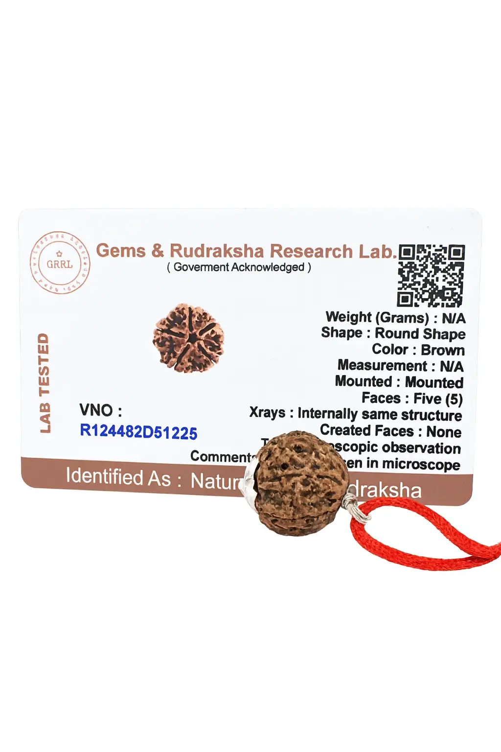 5 Mukhi Rudraksha Pendant A+++ view 4