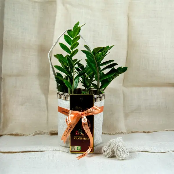 ZZ Plant gift set