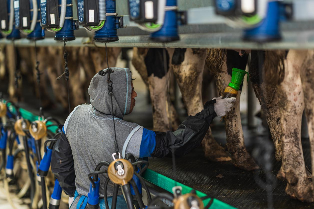 Dairy Farm Workers view 4