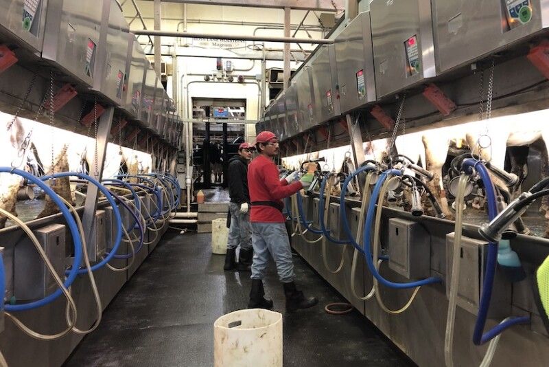 Dairy Farm Workers view 5