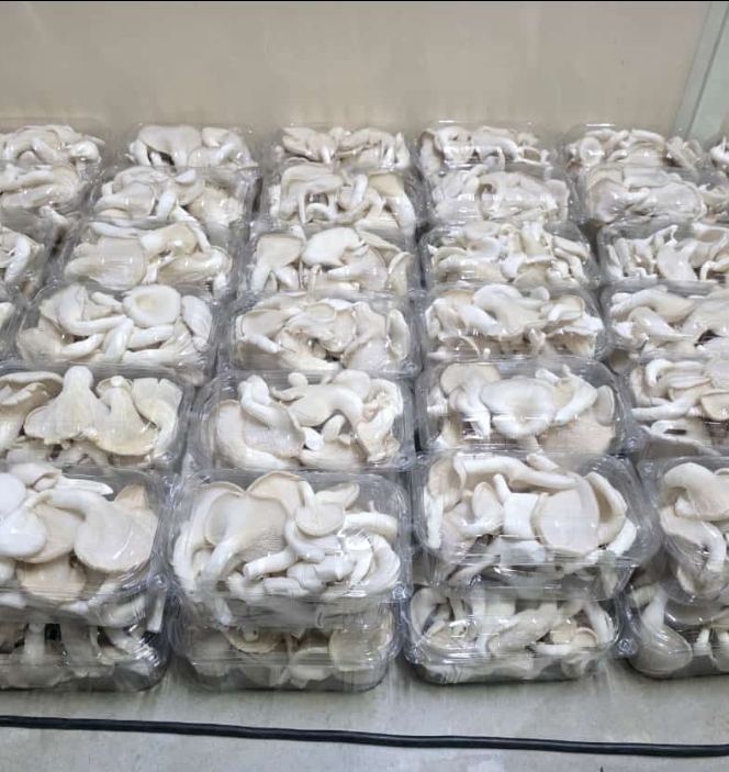 Fresh mushrooms