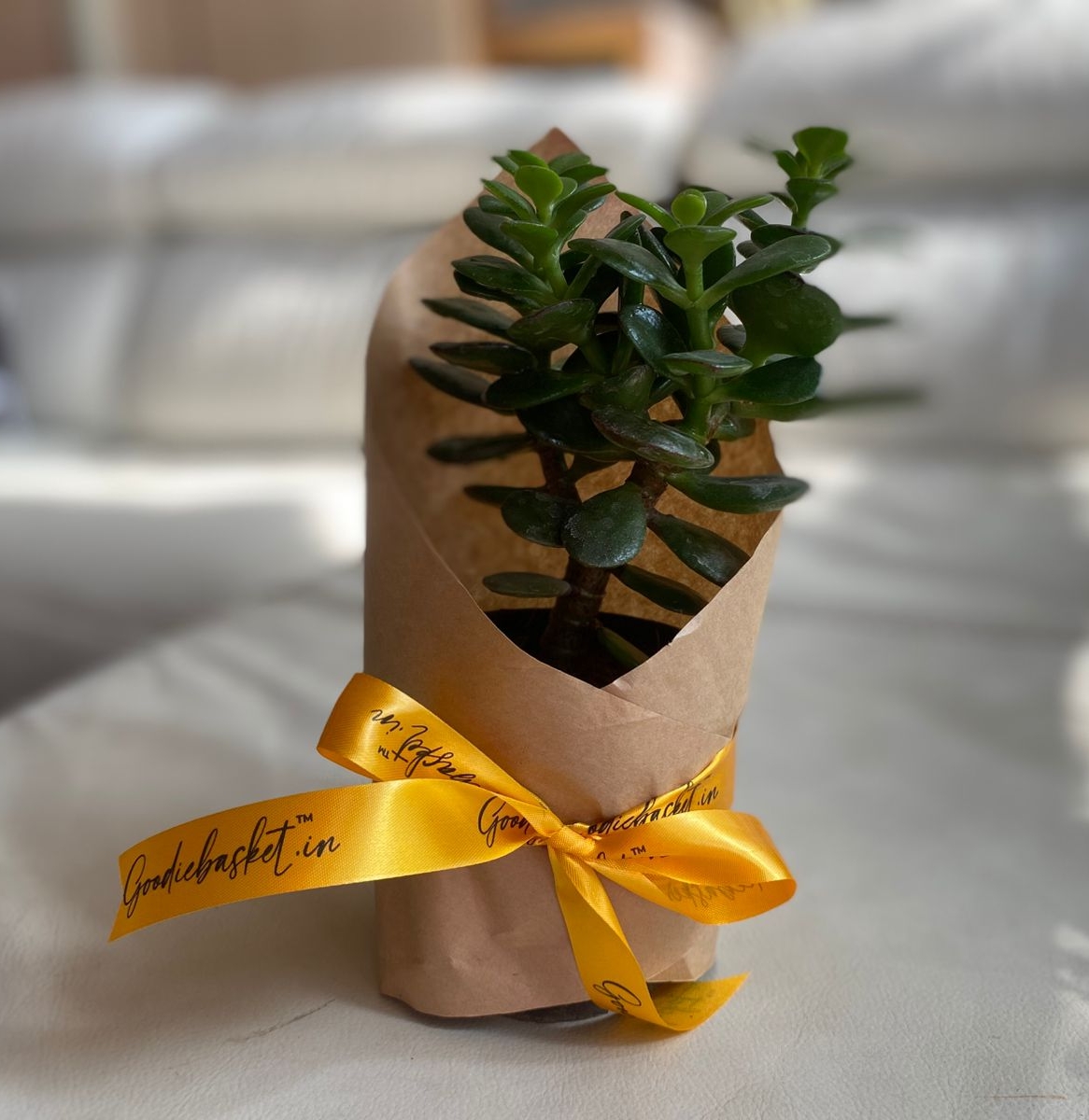 Goodiebasket Succulent view 2