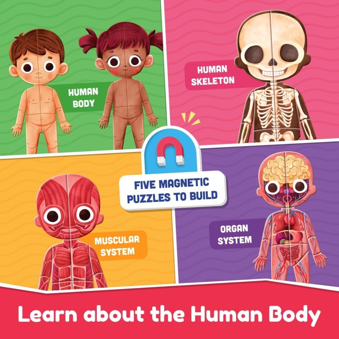 Bloomingo My Super Human Body Magnetic Puzzle Kit | Explore the Wonders of the Human Body with Fun Magnetic Layers | Learn About Skeleton, Muscles & Organs | Exciting Science Gift for Kids Age 5+ view 3