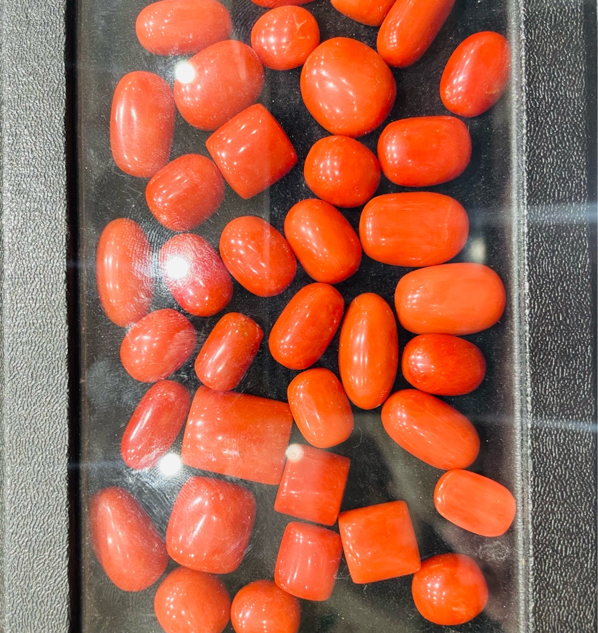 Corals