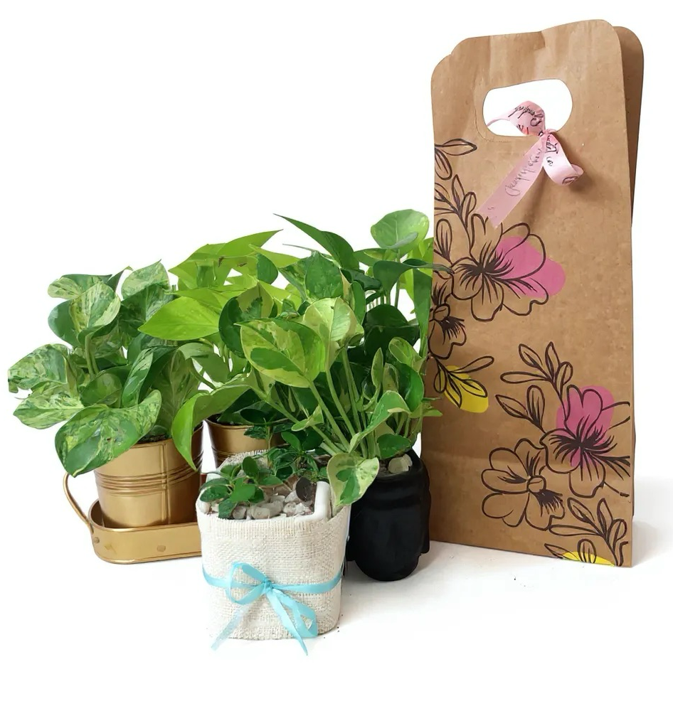 Plants / green gifting